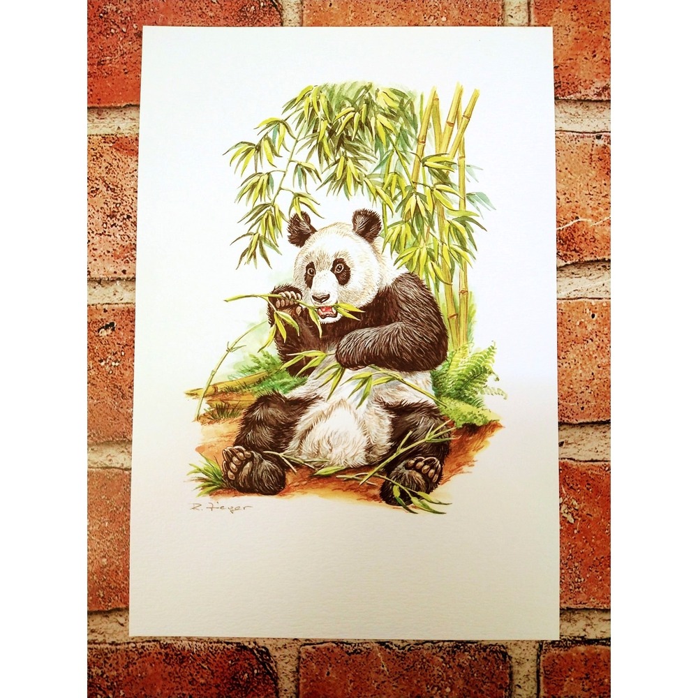 Giant Panda 1999 Art Print by R. Fieger Vintage‎ 7x10 Wildlife Decor